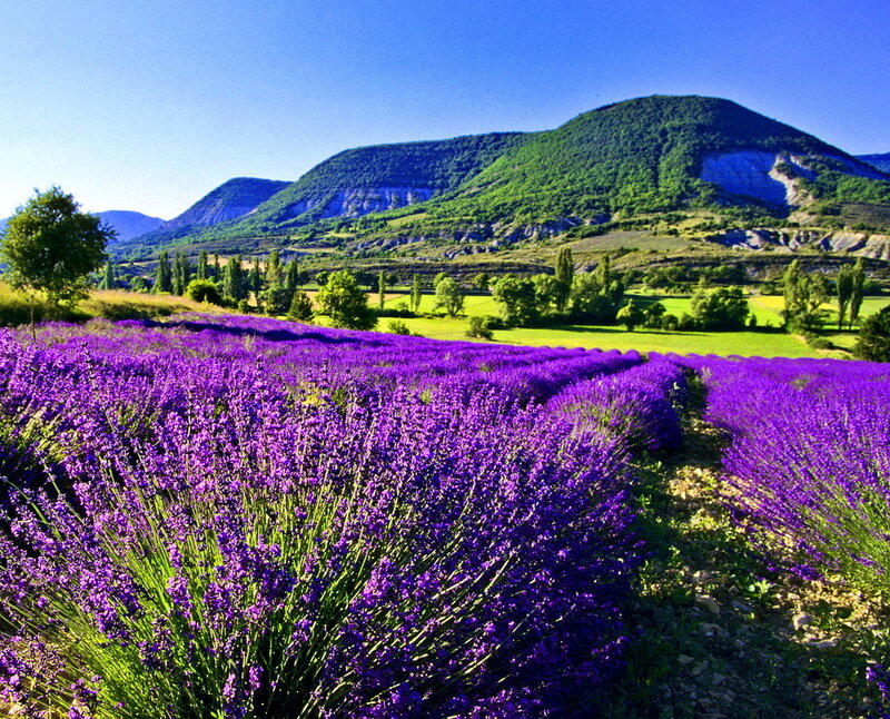 Lavender Field in Valley