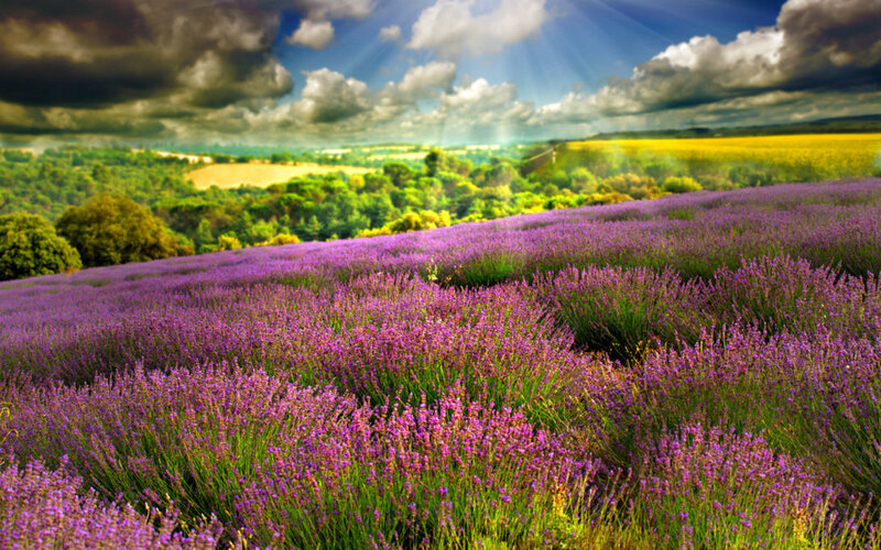 Lavender Field Landscape — Purple, Dramatic, Afternoon, Photograph, Clouds