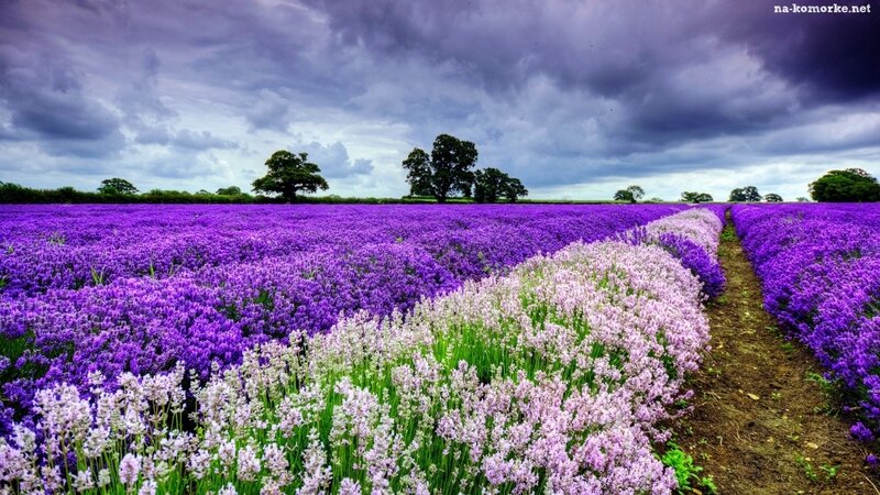 Lavender Field Landscape — Purple, Dramatic, Afternoon, Photograph