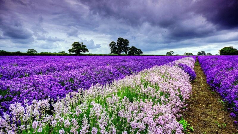 Lavender Field Landscape — Purple, Dramatic, Afternoon, Photograph, Trees, Clouds