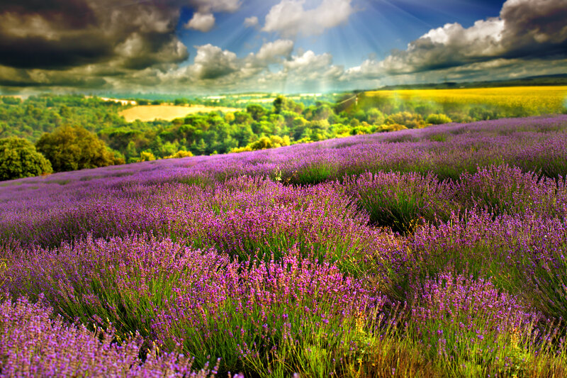 Lavender Field Landscape — Purple, Dramatic, Afternoon, Photograph, Trees