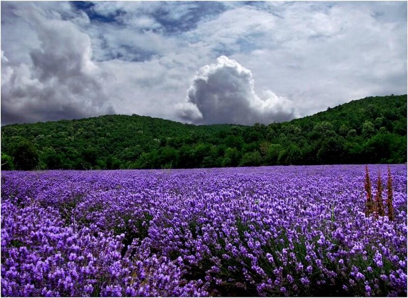 Lavender Field Landscape — Purple, Dramatic, Afternoon