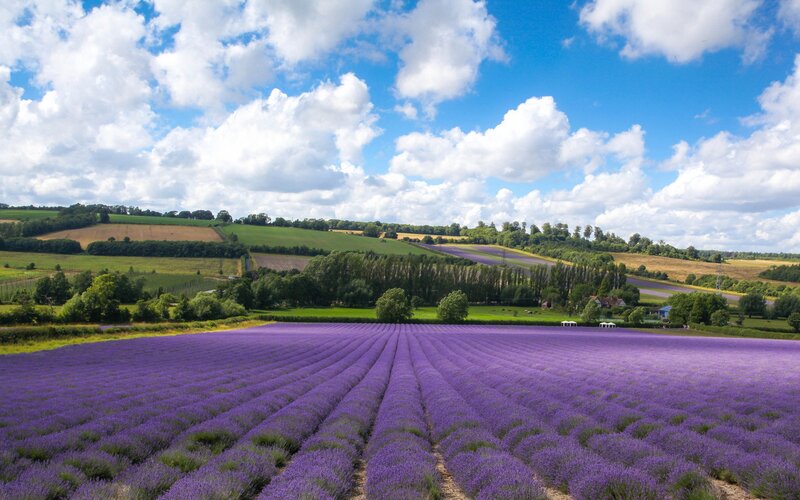 Lavender Field Landscape — Purple, Serene, Afternoon, Photograph, Fields