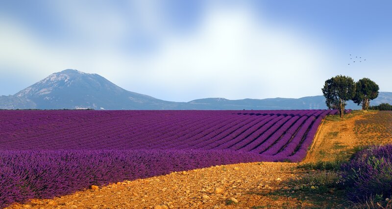 Lavender Field Landscape — Purple, Serene, Afternoon, Photograph, Mountain