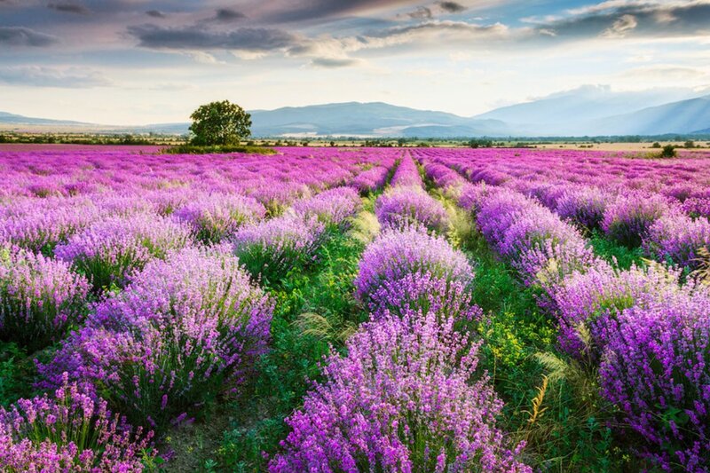 Lavender Field Landscape — Purple, Serene, Afternoon, Photograph