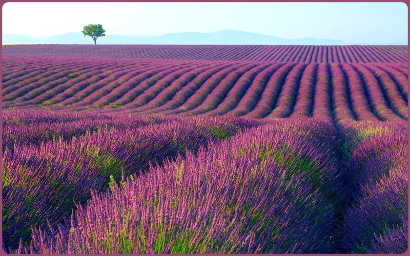 Lavender Field Landscape — Purple, Serene, Afternoon, Photograph, Tree, Mountains, Green