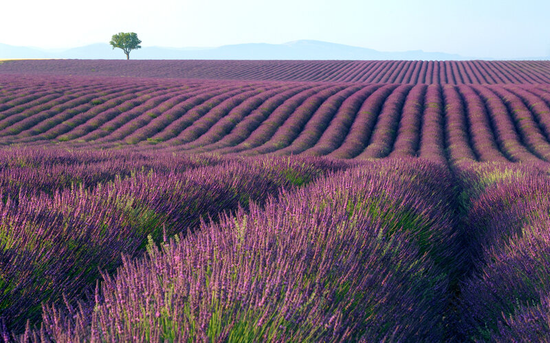 Lavender Field Landscape — Purple, Serene, Afternoon, Photograph, Tree, Mountains, Sky