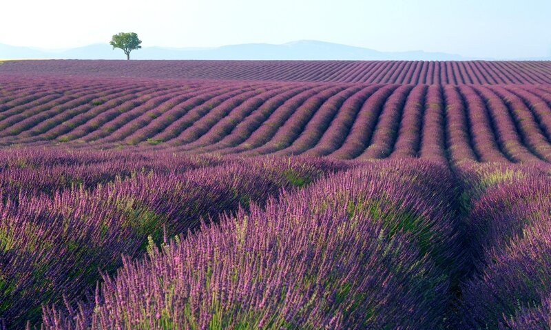 Lavender Field Landscape — Purple, Serene, Afternoon, Photograph, Tree, Mountains