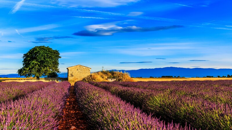 Lavender Field Landscape — Purple, Serene, Afternoon, Photograph, Tree, Shed