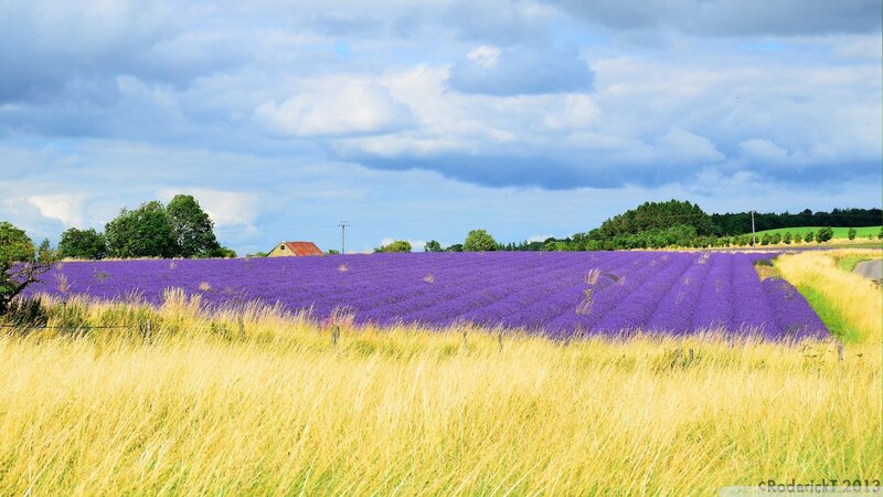 Lavender Field Landscape — Purple, Serene, Summer