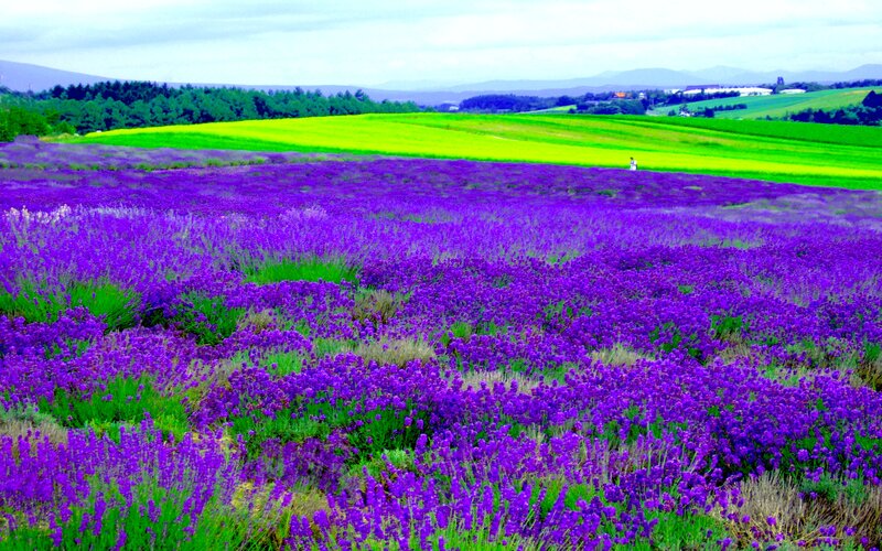 Lavender Field Landscape — Purple, Serene