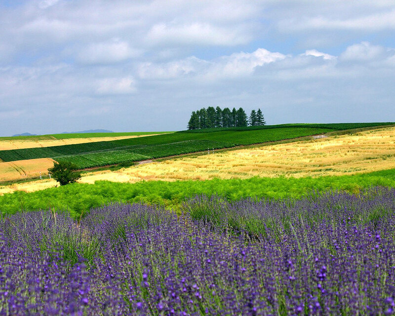 Lavender Field Landscape — Purple