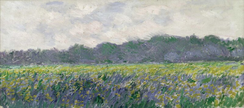 Lavender Field Landscape