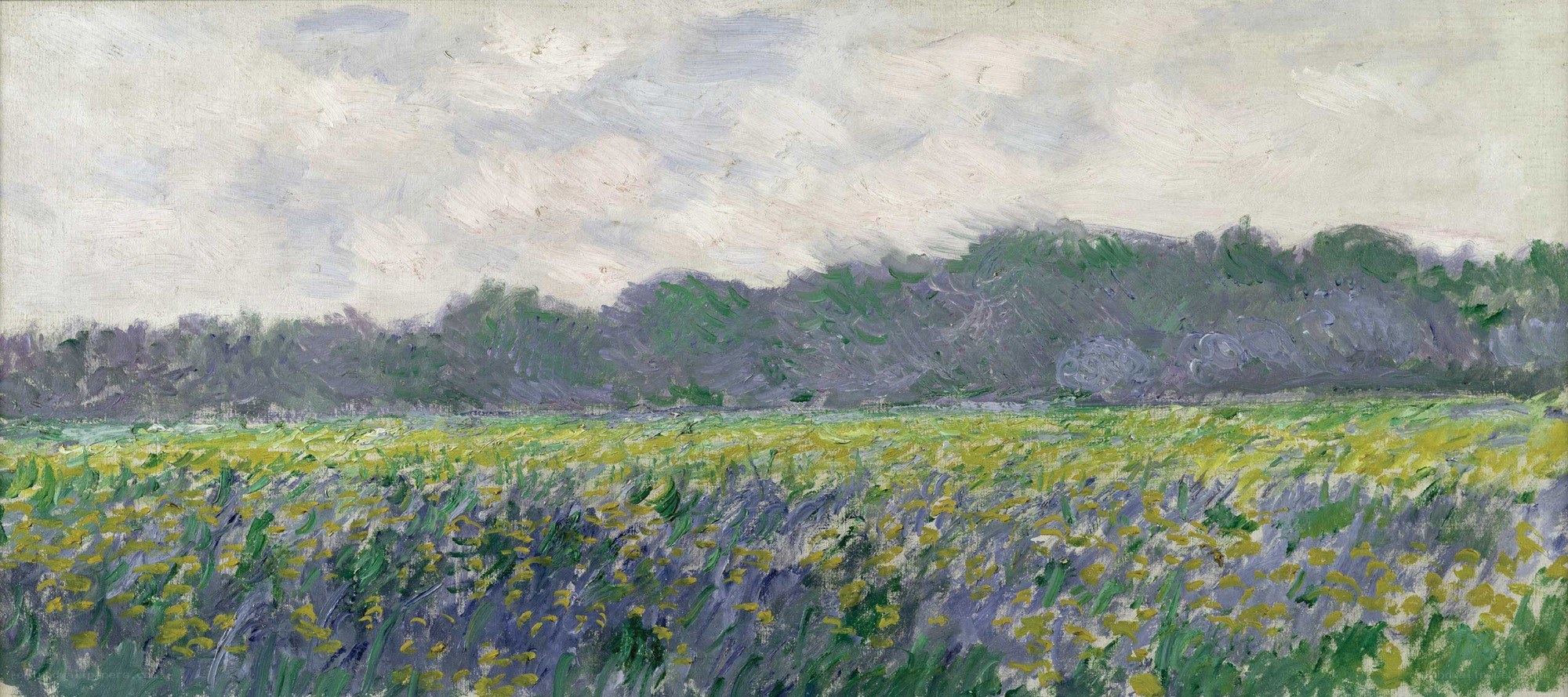 Lavender Field Landscape