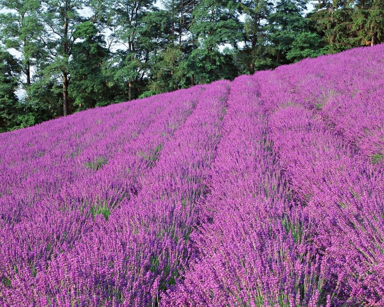Lavender field on a hill
