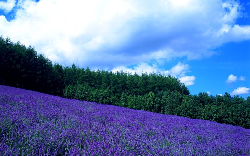 Lavender Field on Hill