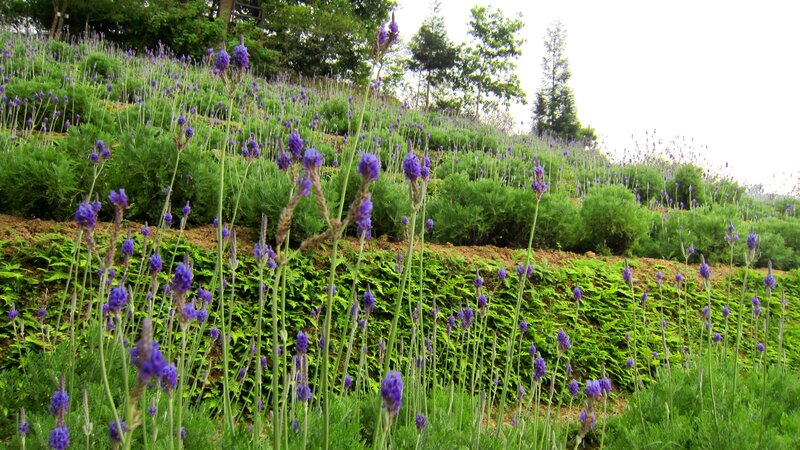 Lavender Field on Hillside — Purple