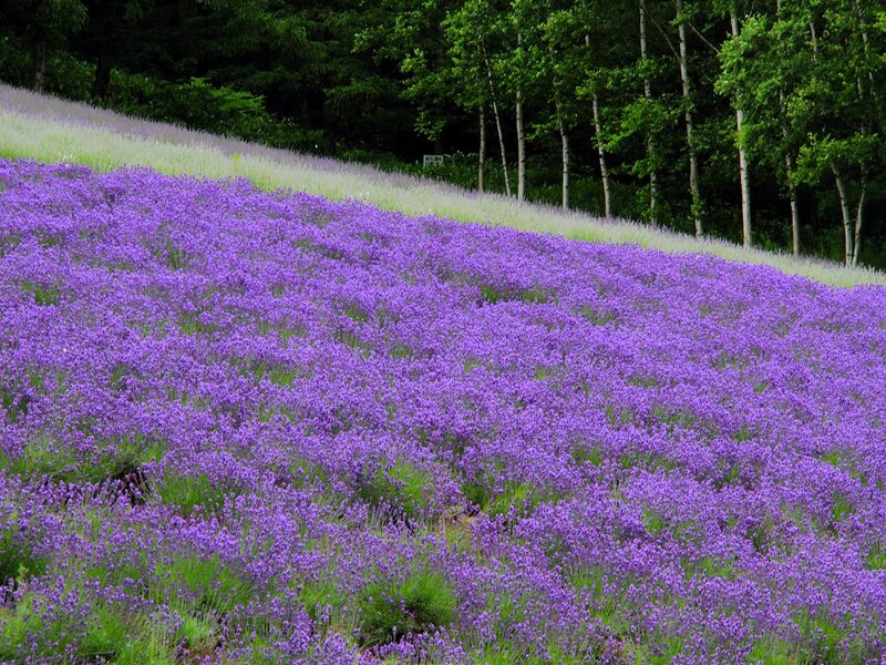 Lavender Field on Hillside