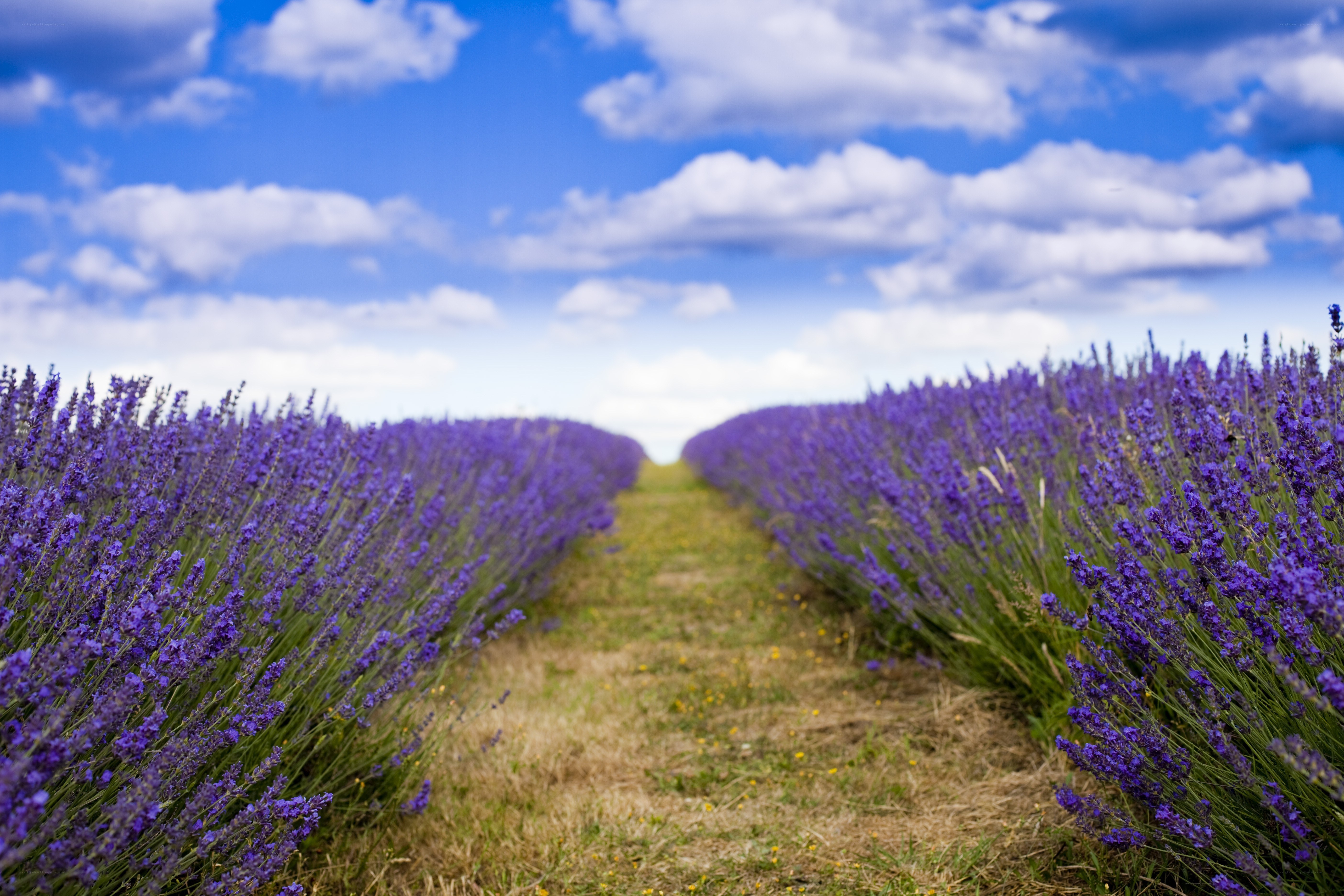 Lavender field path