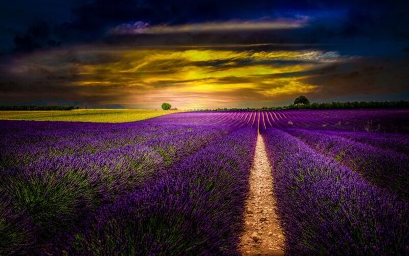 Lavender Field Path — Purple, Dramatic, Sunset