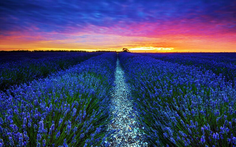 Lavender Field Path — Purple, Dramatic