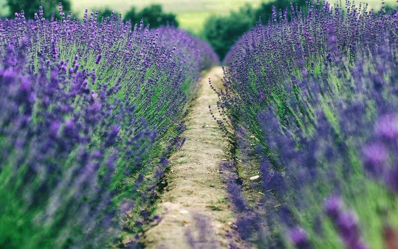 Lavender Field Path — Purple, Serene, Afternoon, Photograph