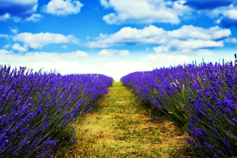 Lavender Field Path — Purple, Serene, Afternoon