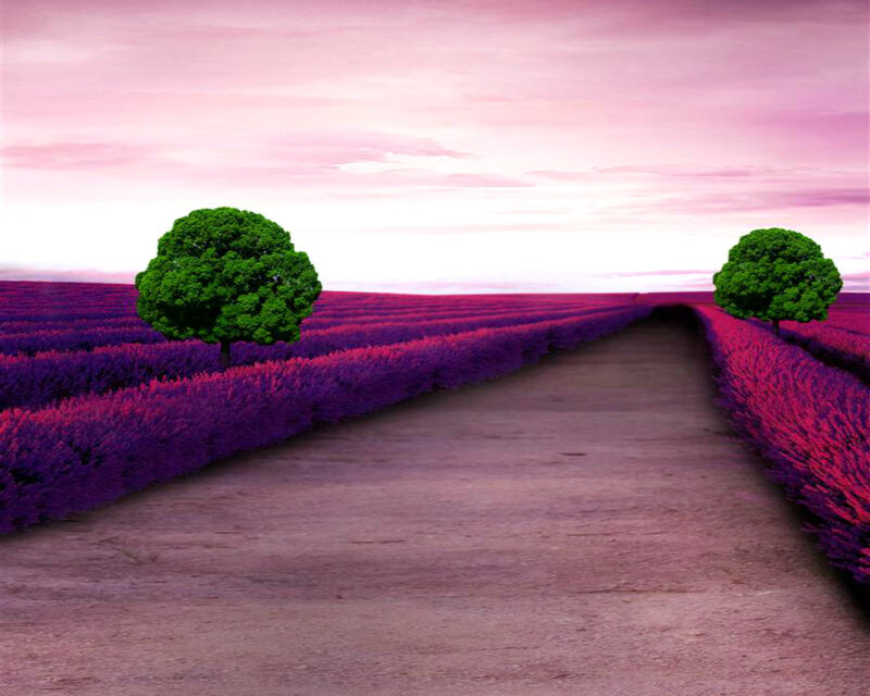 Lavender Field Path — Purple, Serene, Sunset