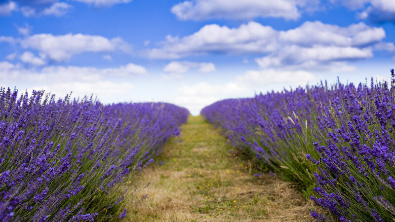 Lavender Field Path — Purple, Serene