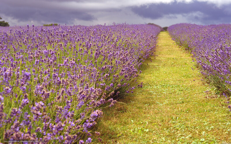 Lavender field path