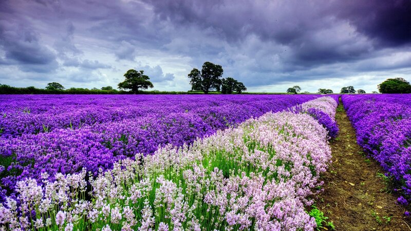 Lavender Field — Purple, Dramatic