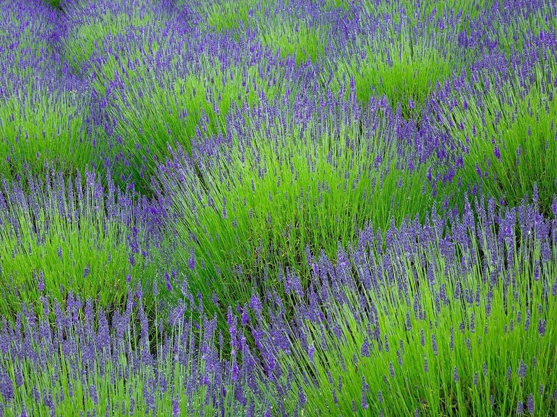 Lavender Field — Purple, Serene, Summer