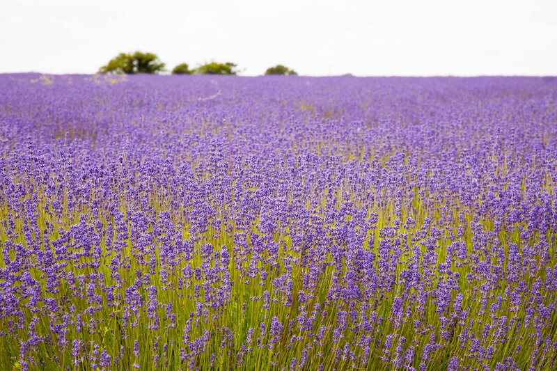 Lavender Field — Purple, Serene