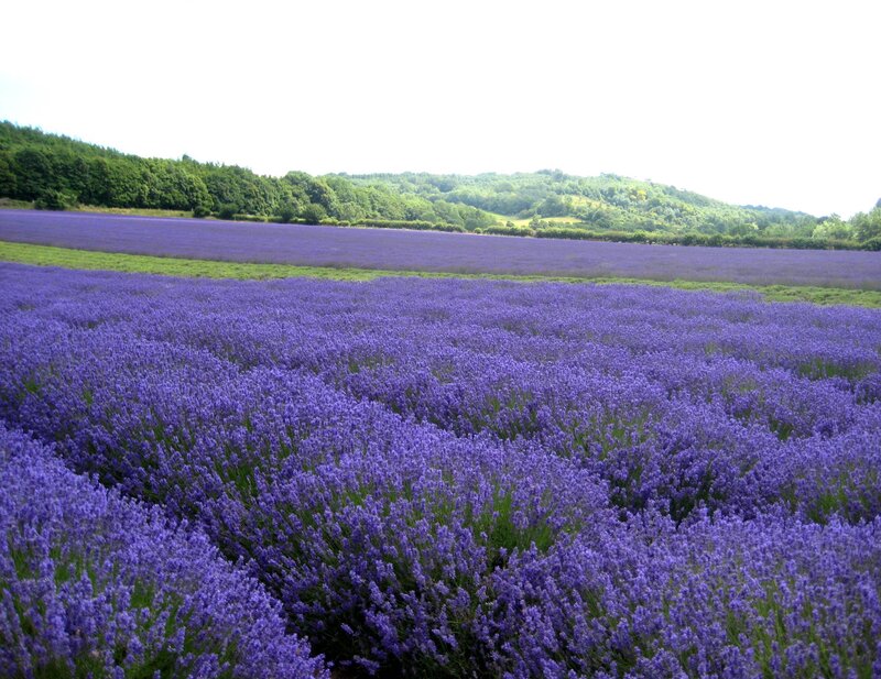 Lavender Field — Purple