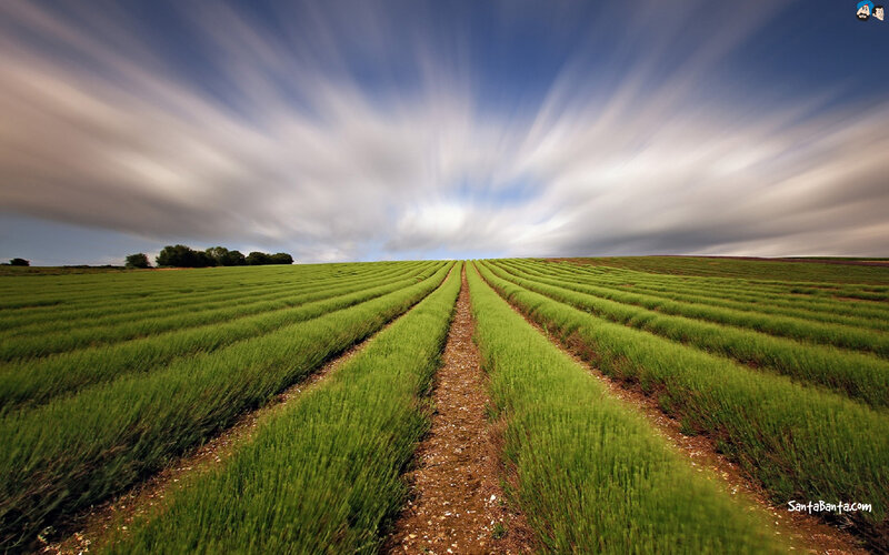 Lavender Field Rows — Green, Serene, Afternoon, Photograph, Clouds