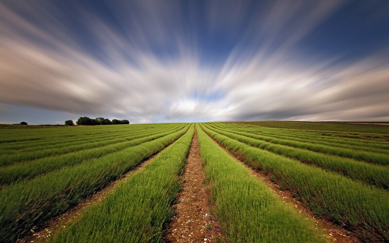 Lavender Field Rows — Green, Serene, Afternoon, Photograph, Sky