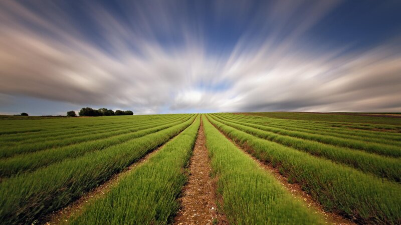 Lavender Field Rows — Green, Serene, Afternoon, Photograph