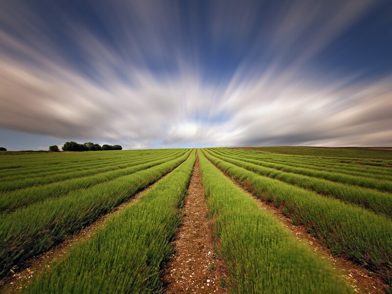 Lavender Field Rows — Green, Serene, Afternoon