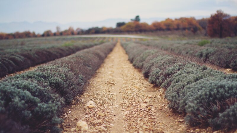 Lavender Field Rows — Green, Serene, Autumn
