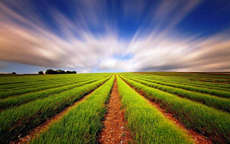 Lavender Field Rows — Green, Serene