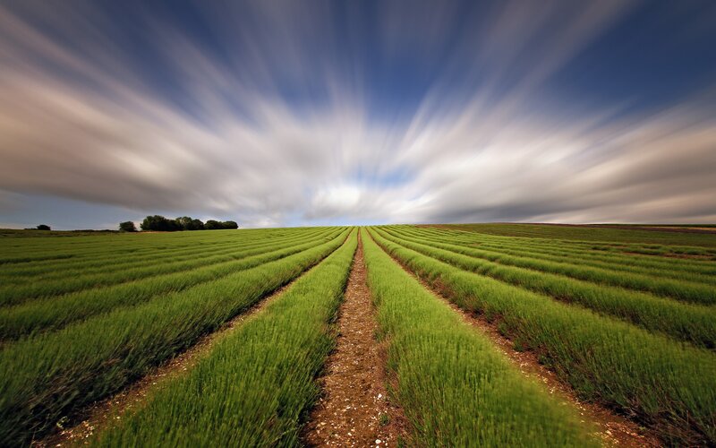 Lavender Field Rows — Green