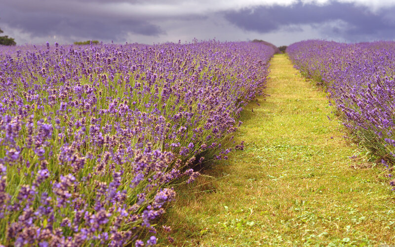 Lavender Field Rows — Purple, Serene, Afternoon, Photograph, Clouds, Path