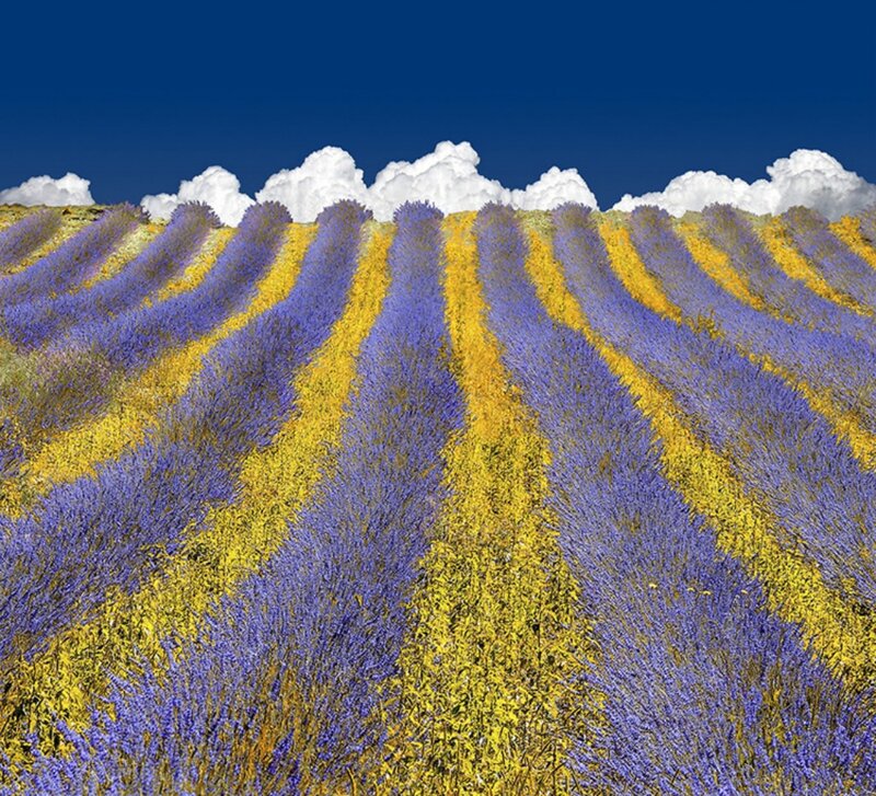 Lavender Field Rows — Purple, Serene, Afternoon, Photograph, Clouds, Sky
