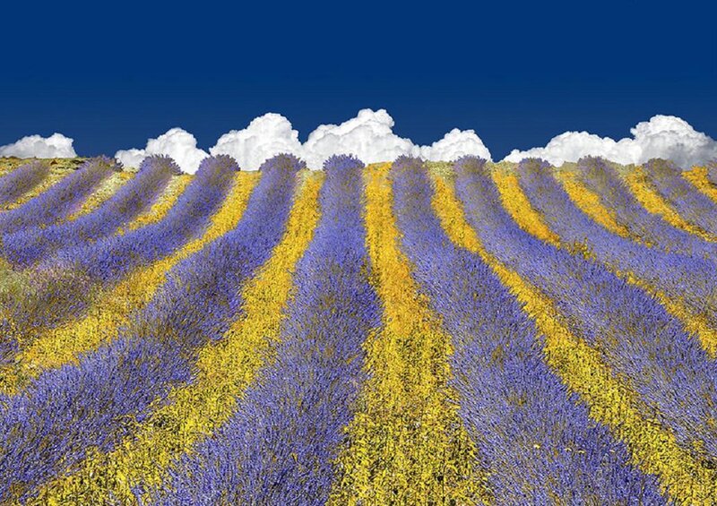 Lavender Field Rows — Purple, Serene, Afternoon, Photograph, Clouds