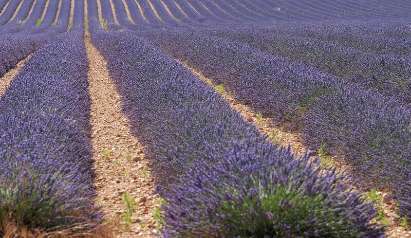 Lavender Field Rows — Purple, Serene, Afternoon, Photograph, Dirt Paths