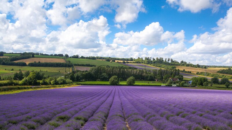 Lavender Field Rows — Purple, Serene, Afternoon, Photograph, Fields