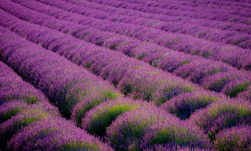 Lavender Field Rows — Purple, Serene, Afternoon, Photograph, Flowers, Green Stems