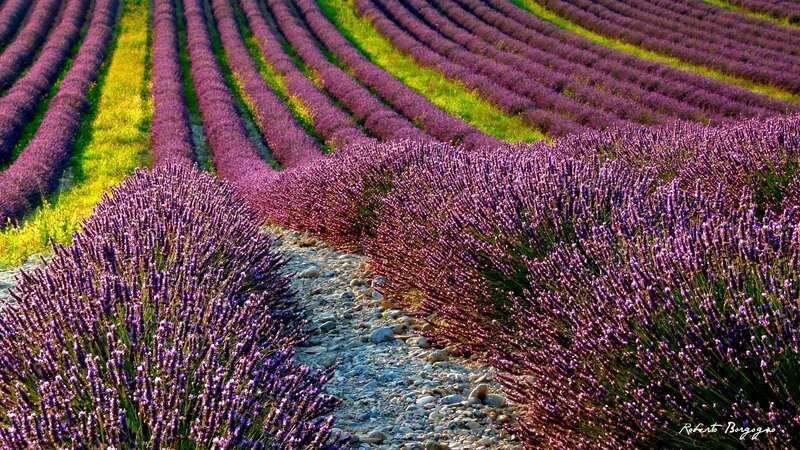 Lavender Field Rows — Purple, Serene, Afternoon, Photograph, Gravel Path