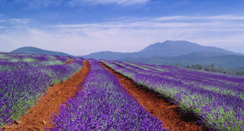 Lavender Field Rows — Purple, Serene, Afternoon, Photograph, Mountains, Sky