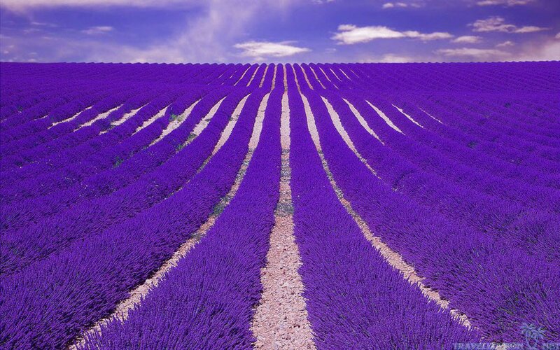 Lavender Field Rows — Purple, Serene, Afternoon, Photograph, Sky, Clouds, Path